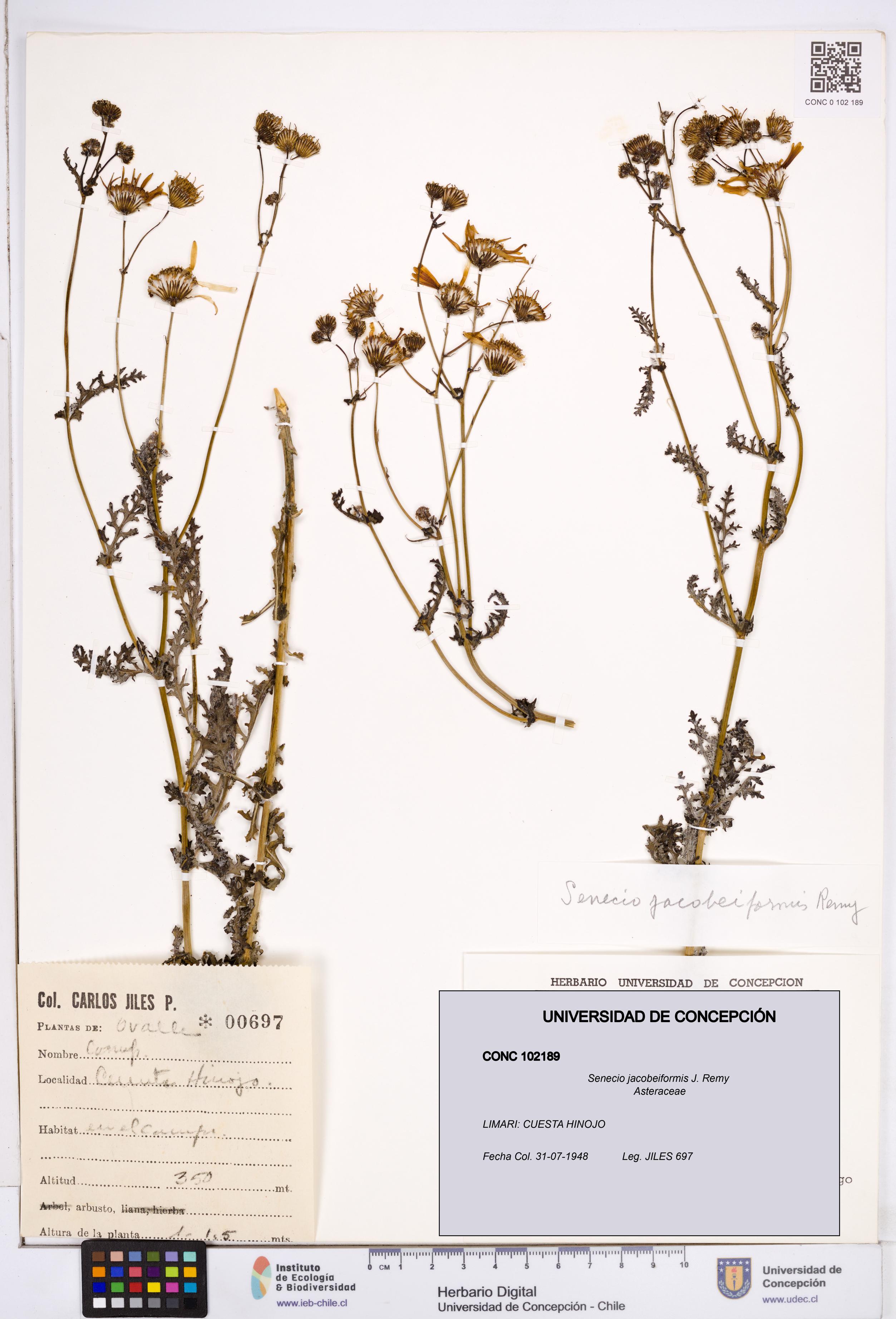 Senecio jacobeiformis [Espécimen: ]