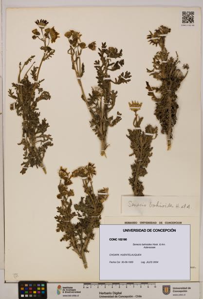 Senecio bahioides [Espécimen: UDEC:CONC:0102190]