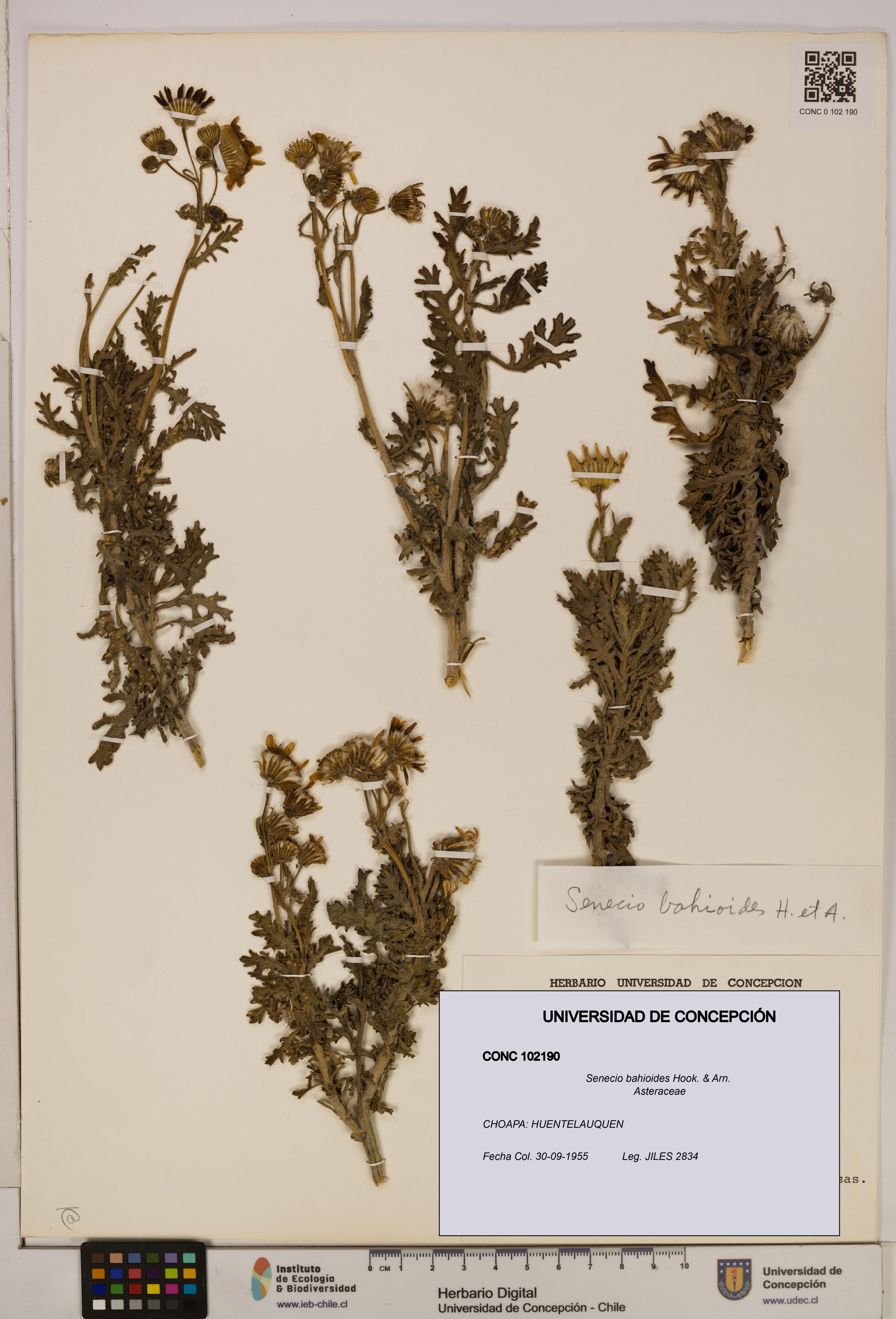 Senecio bahioides [Espécimen: UDEC:CONC:0102190]