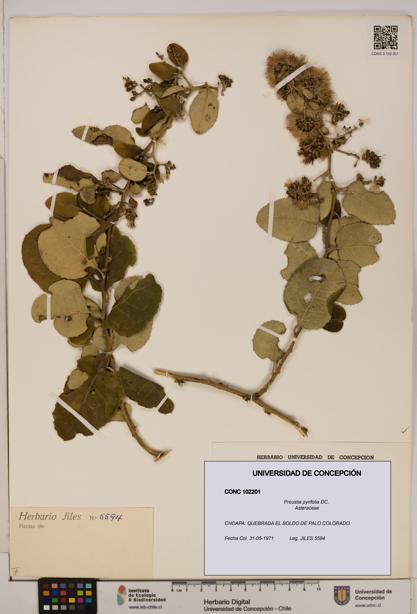 Proustia pyrifolia [Espécimen: UDEC:CONC:0102201]