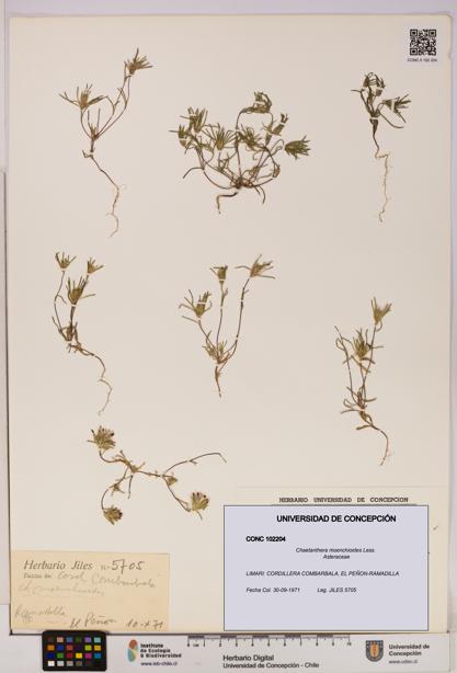Chaetanthera moenchioides [Espécimen: UDEC:CONC:0102204]