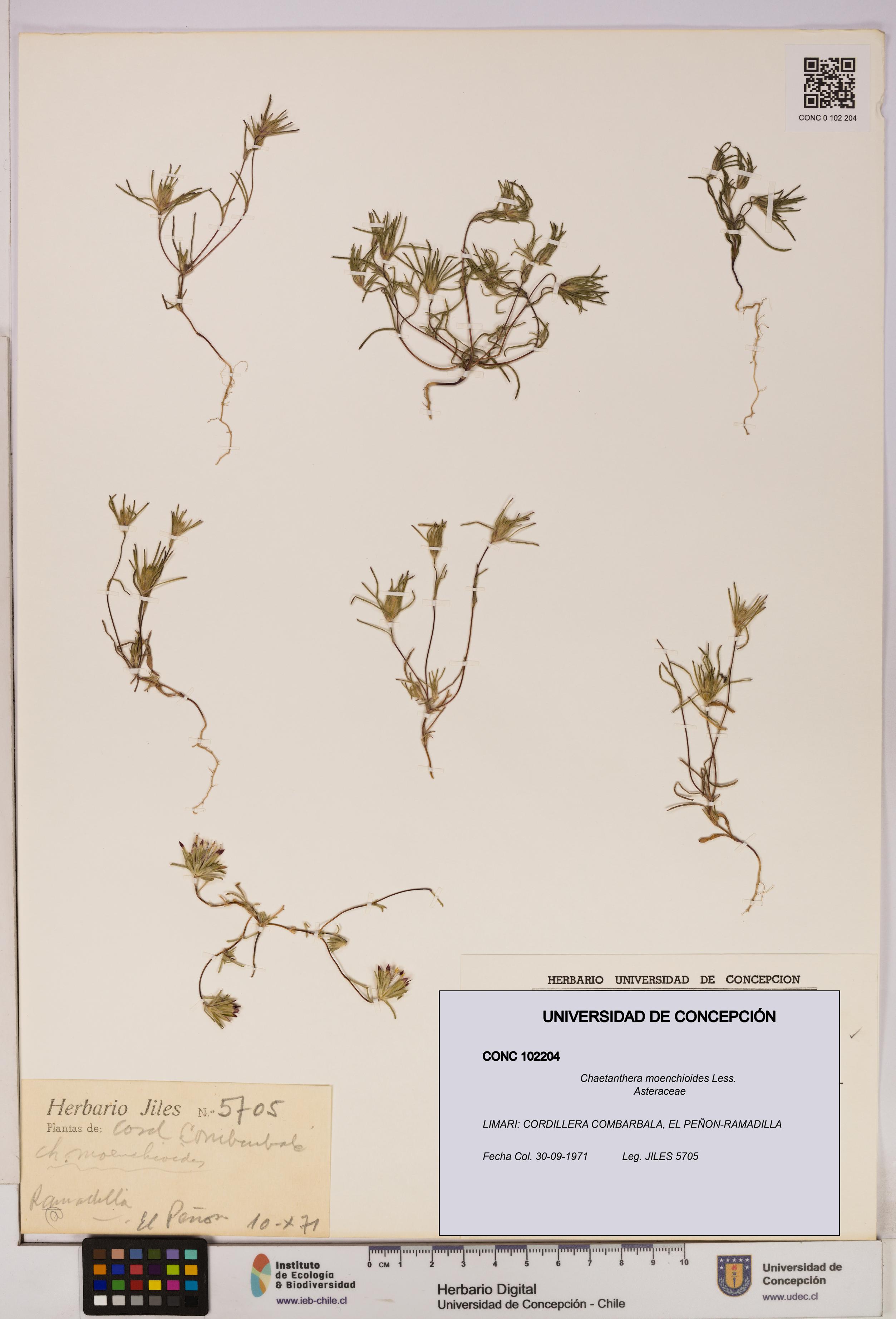 Chaetanthera moenchioides [Espécimen: UDEC:CONC:0102204]