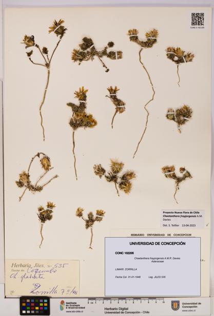 Chaetanthera frayjorgensis [Espécimen: UDEC:CONC:0102205]