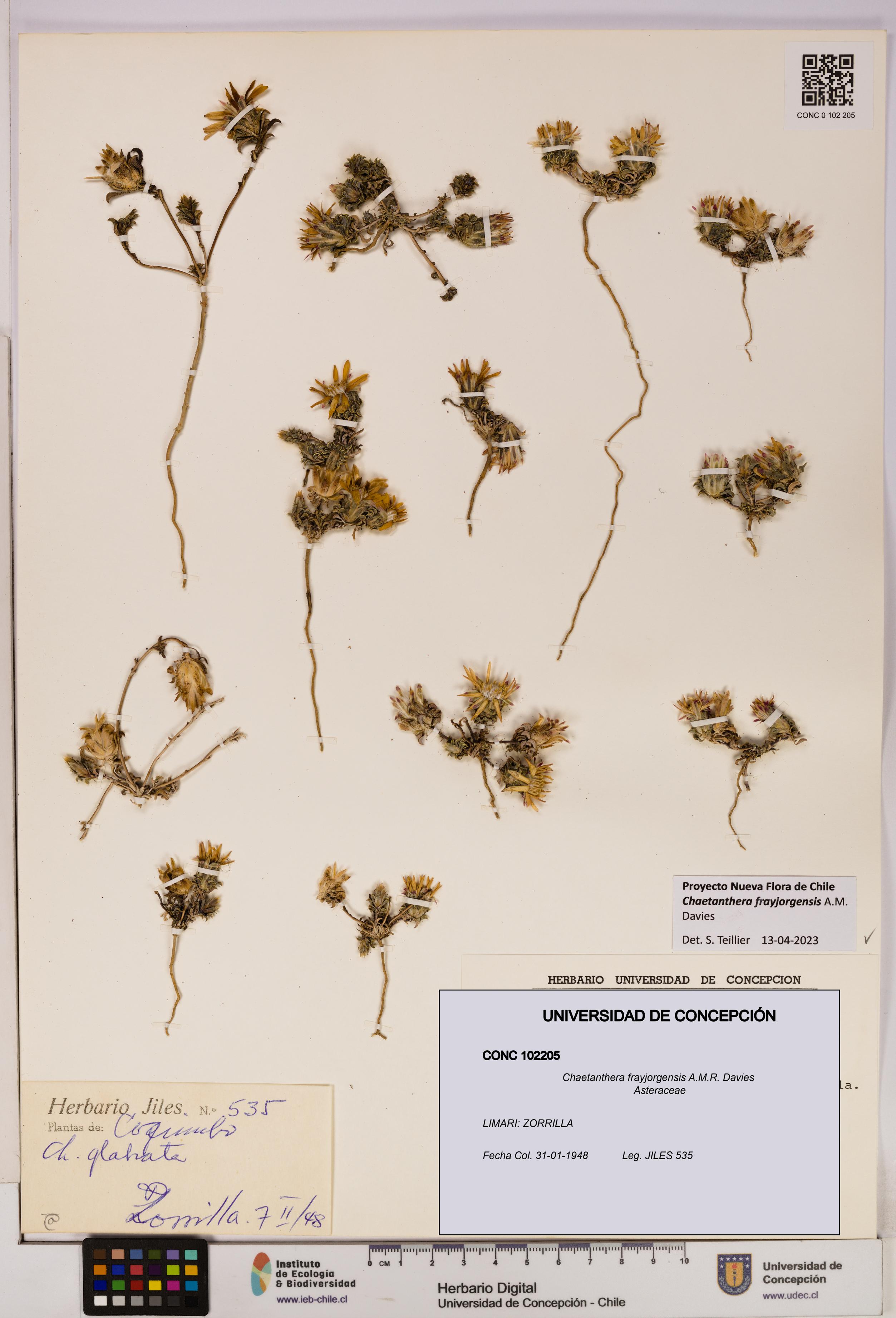 Chaetanthera frayjorgensis [Espécimen: UDEC:CONC:0102205]