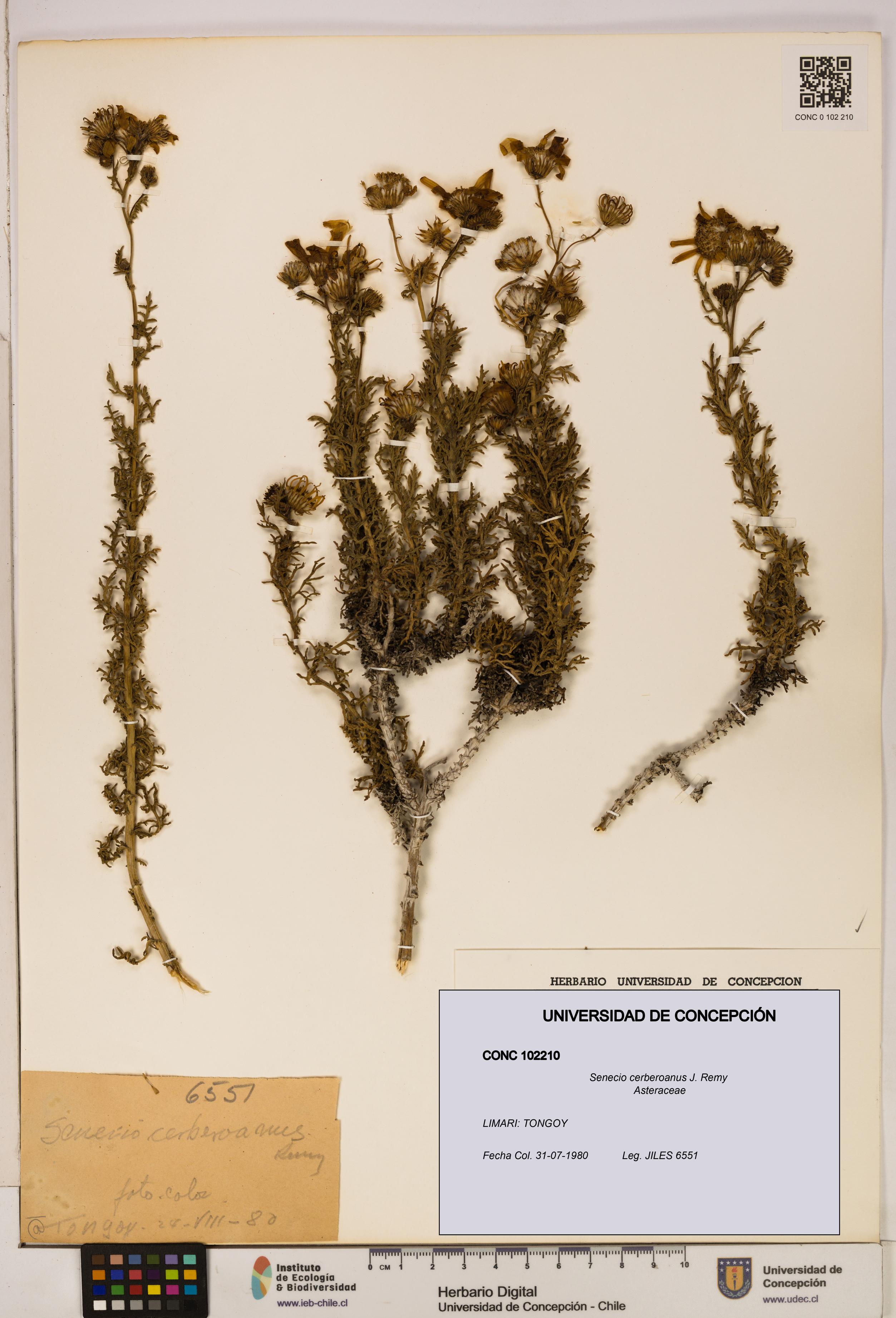 Senecio cerberoanus [Espécimen: UDEC:CONC:0102210]