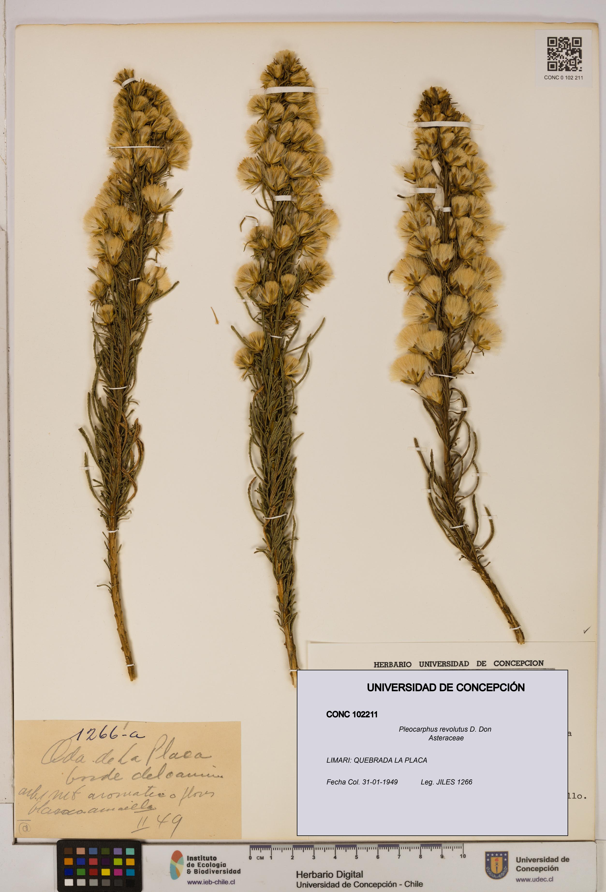Pleocarphus revolutus [Espécimen: UDEC:CONC:0102211]