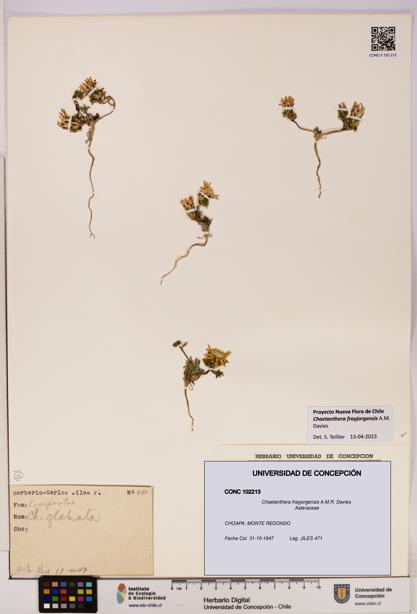 Chaetanthera frayjorgensis [Espécimen: UDEC:CONC:0102213]