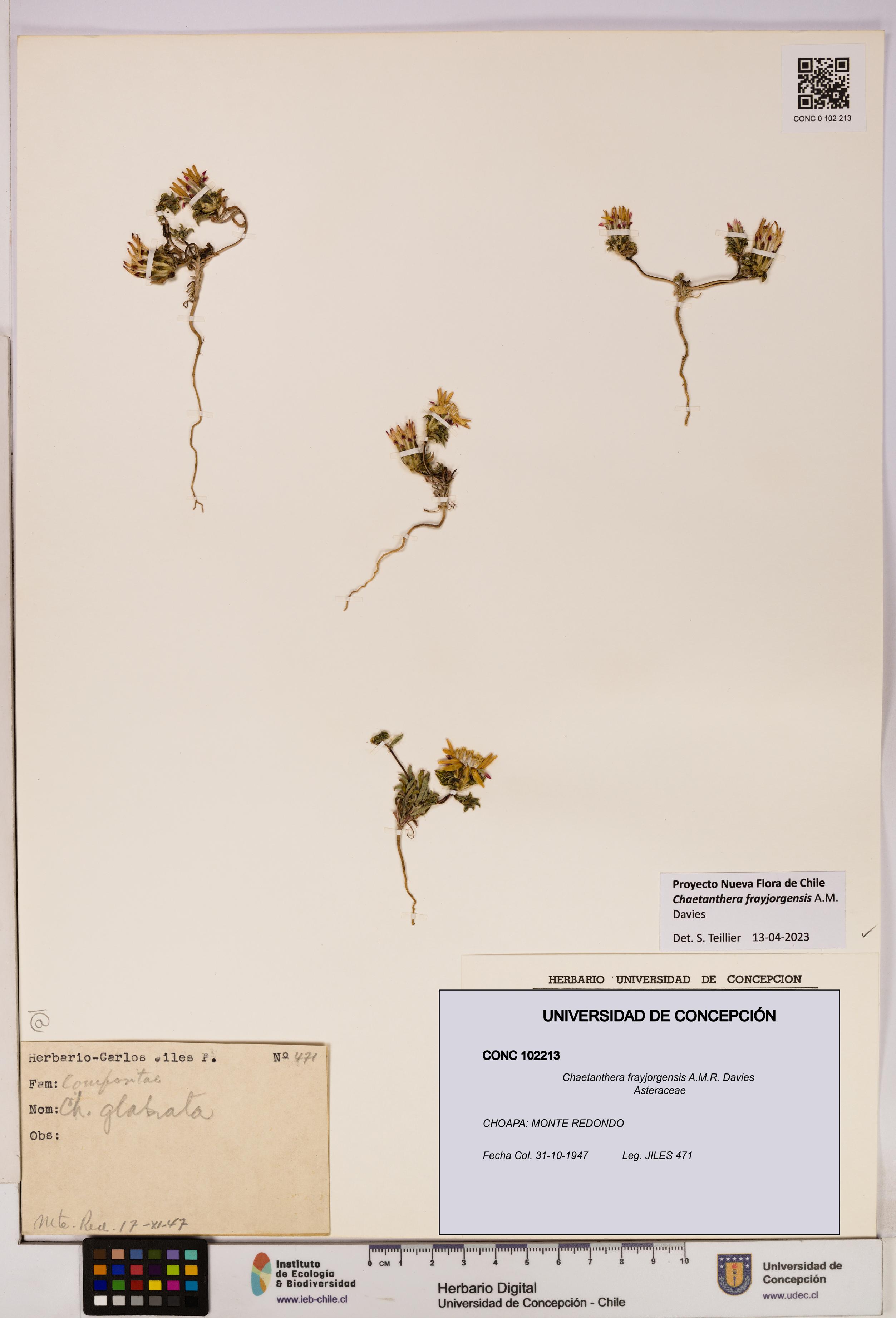 Chaetanthera frayjorgensis [Espécimen: UDEC:CONC:0102213]