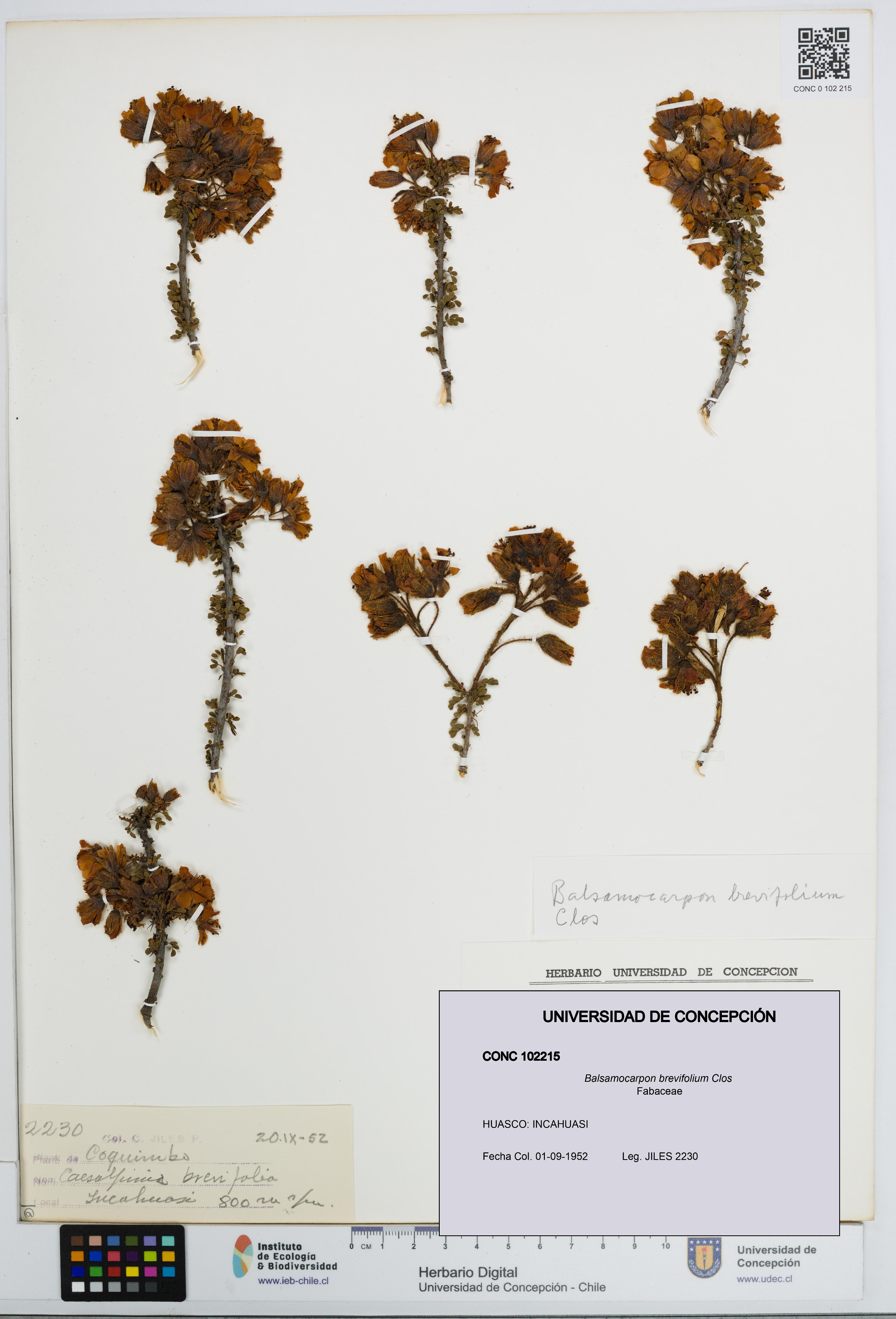 Balsamocarpon brevifolium [Espécimen: UDEC:CONC:0102215]