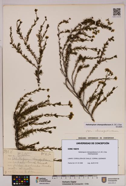 Heliotropium chenopodiaceum [Espécimen: UDEC:CONC:0102216]