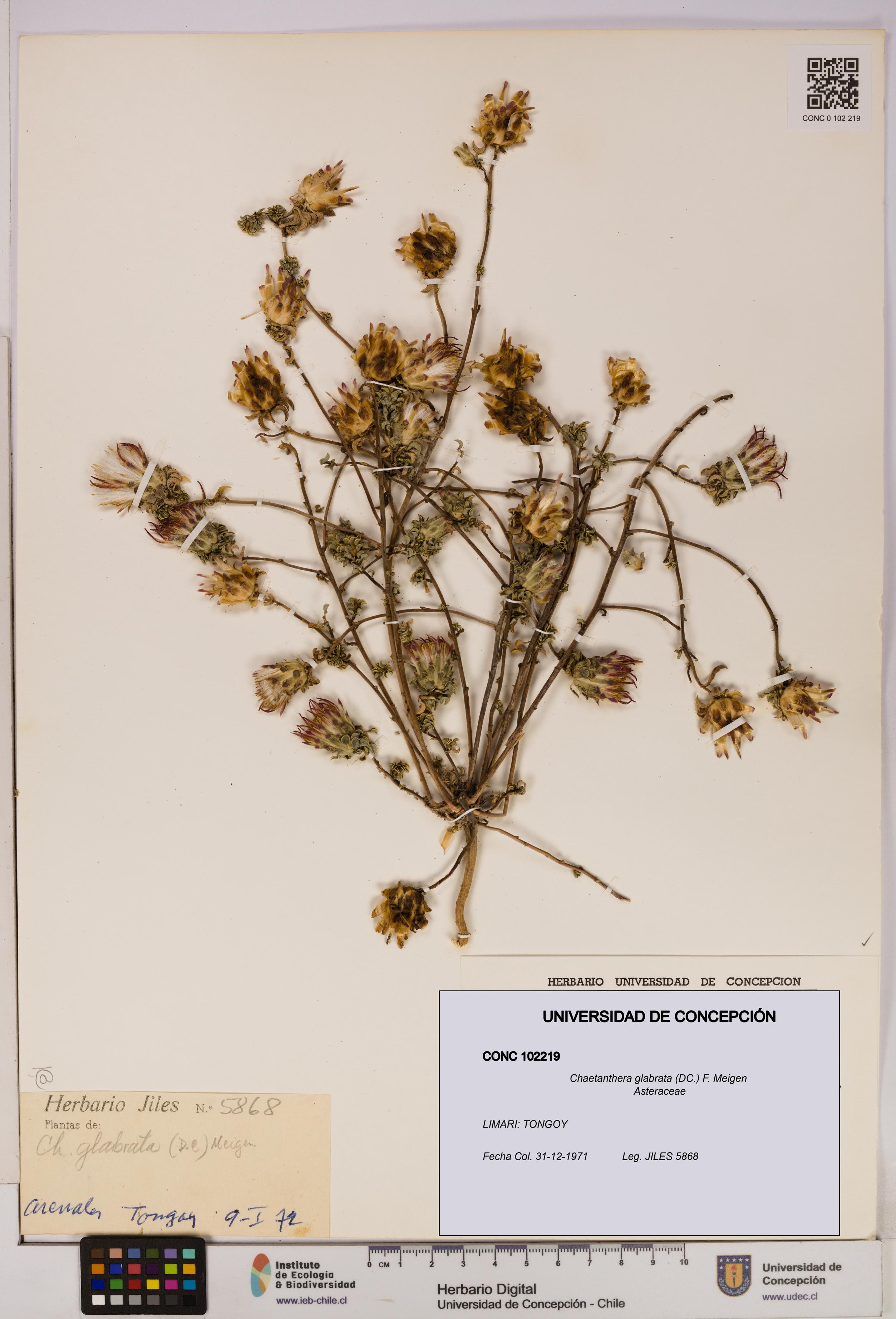 Chaetanthera glabrata [Espécimen: UDEC:CONC:0102219]