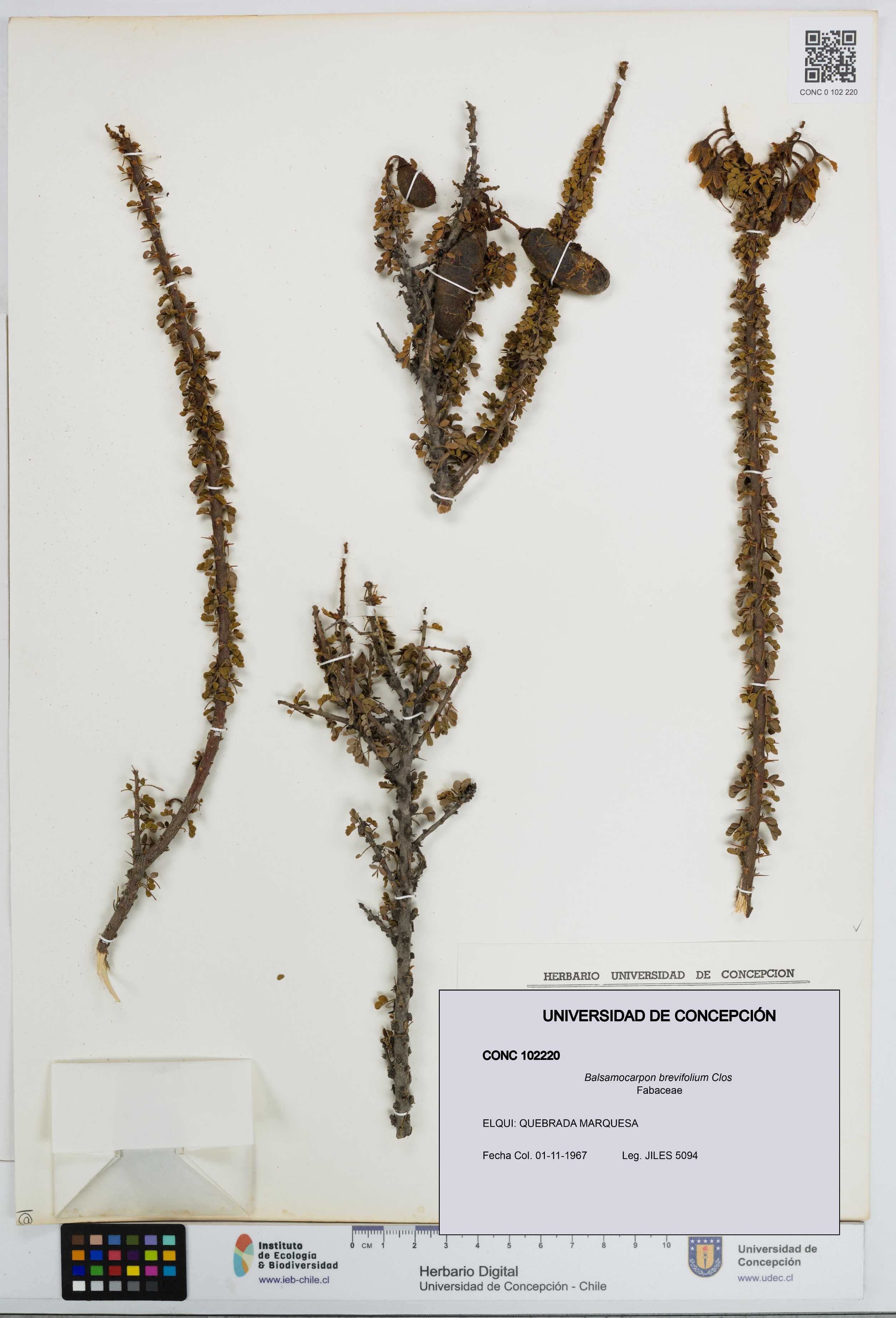 Balsamocarpon brevifolium [Espécimen: UDEC:CONC:0102220]