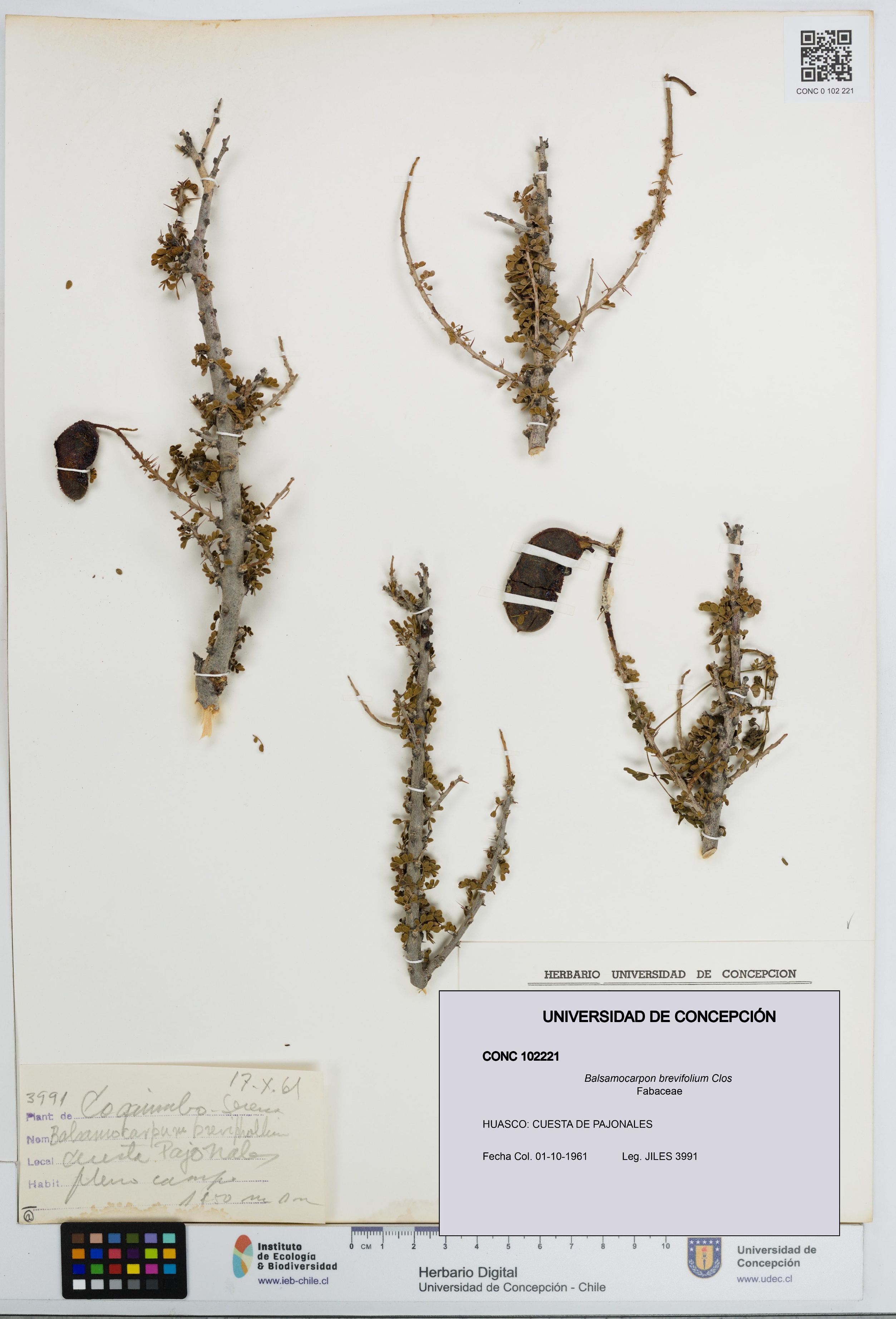 Balsamocarpon brevifolium [Espécimen: UDEC:CONC:0102221]