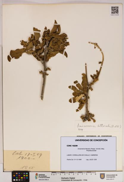 Anisomeria littoralis [Espécimen: UDEC:CONC:0102239]