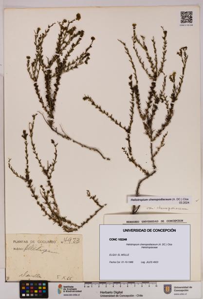 Heliotropium chenopodiaceum [Espécimen: UDEC:CONC:0102248]
