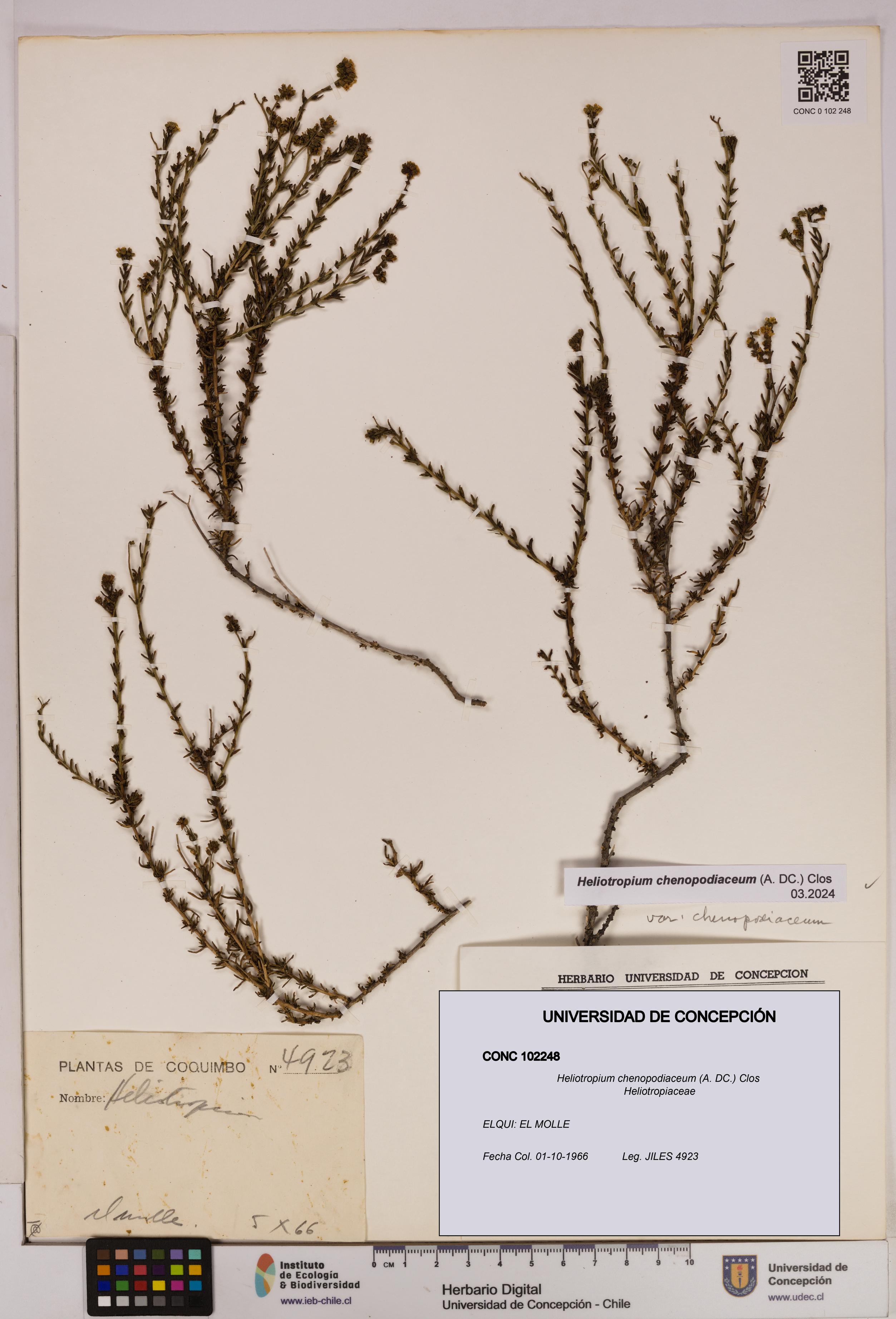 Heliotropium chenopodiaceum [Espécimen: UDEC:CONC:0102248]
