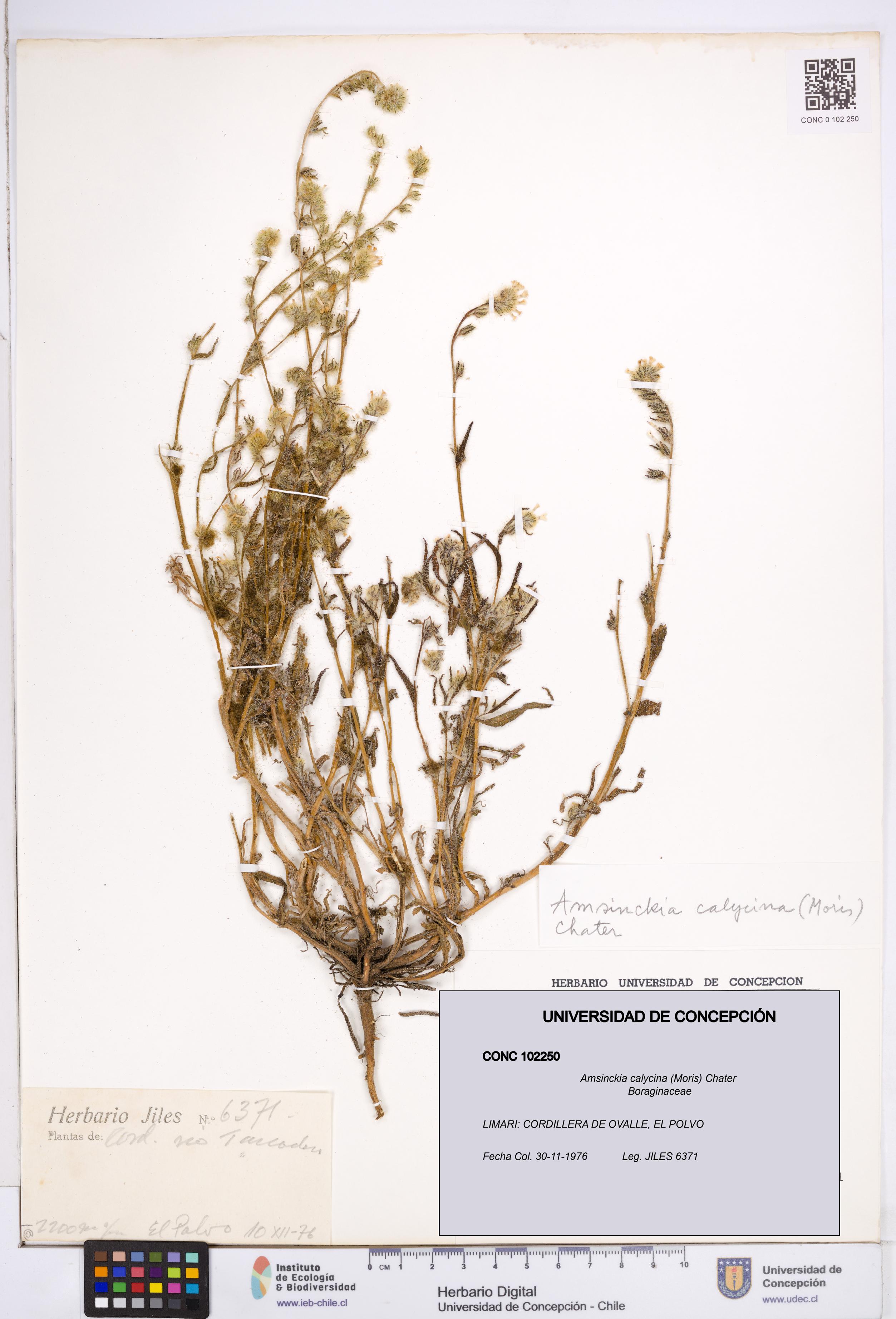 Amsinckia calycina [Espécimen: ]