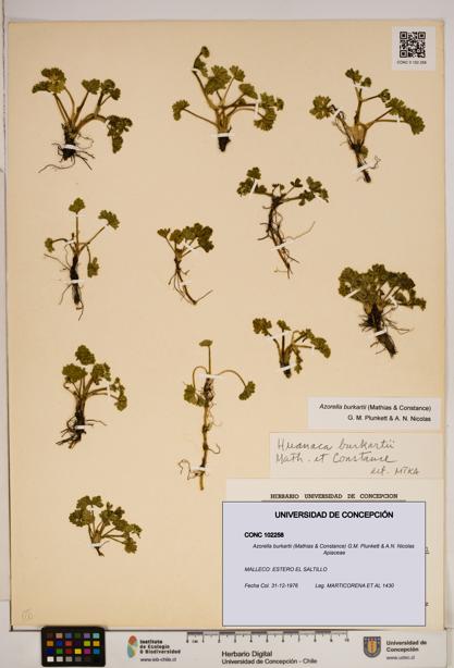 Azorella burkartii [Espécimen: ]