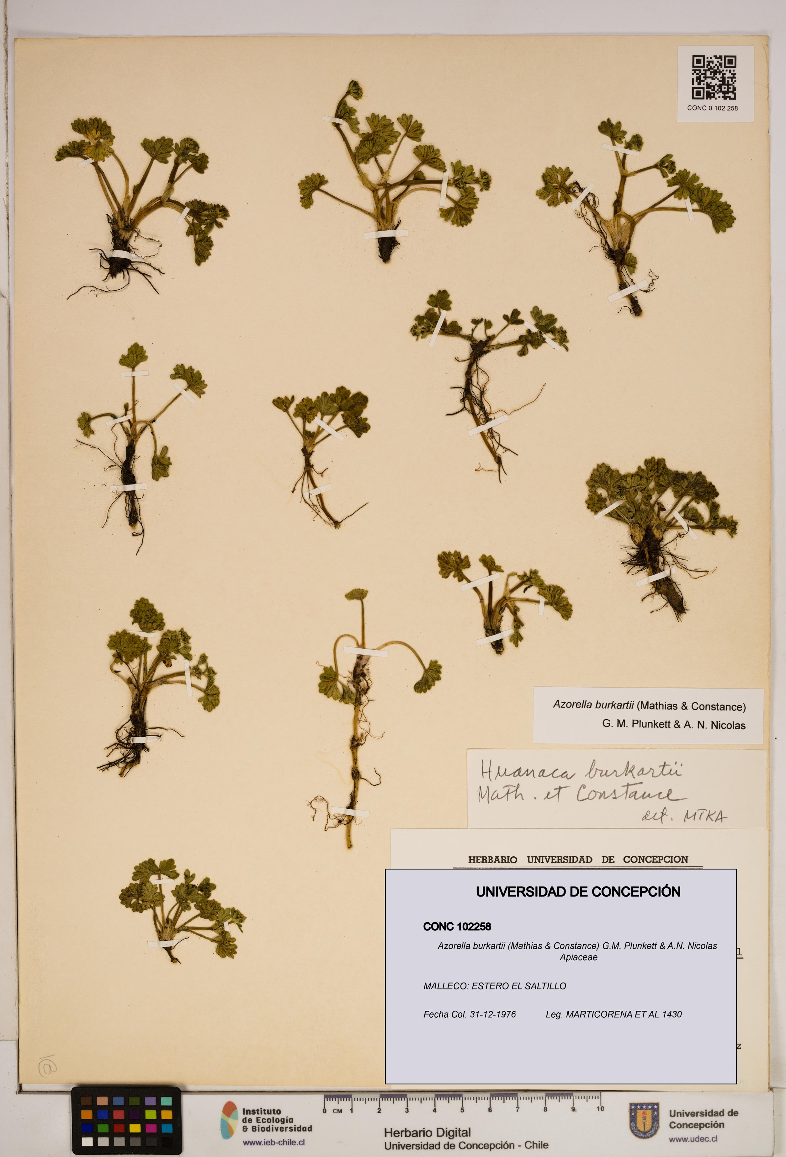Azorella burkartii [Espécimen: ]