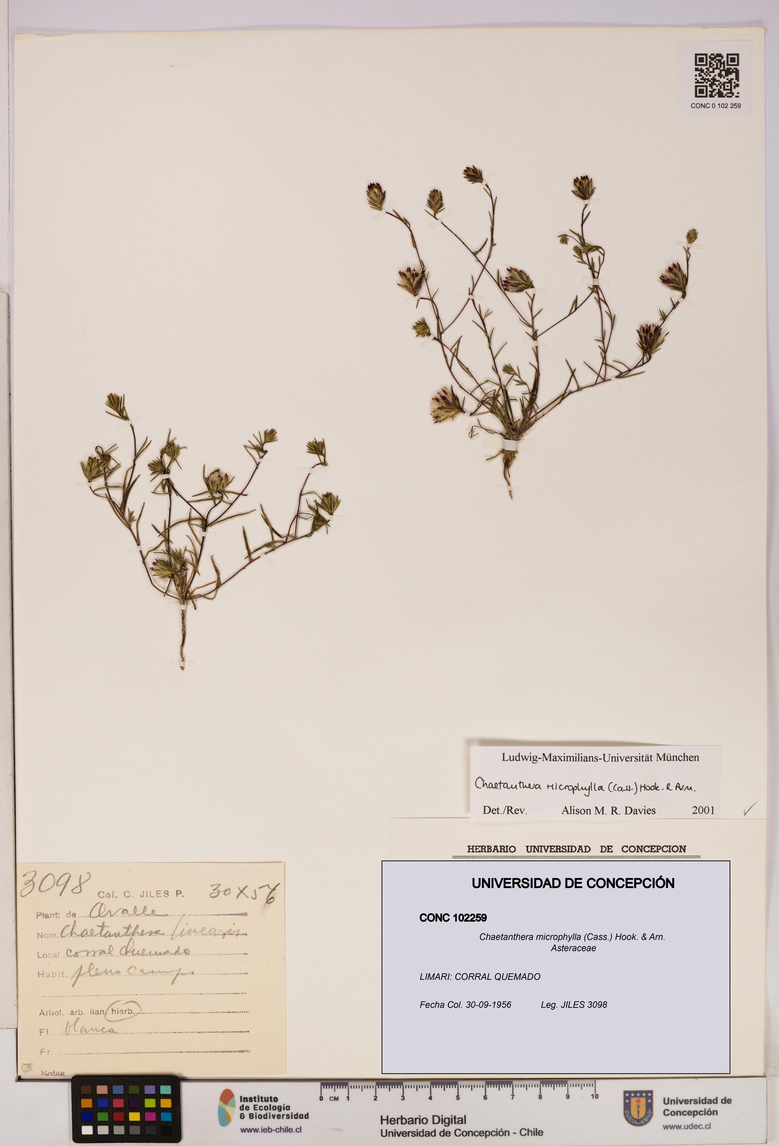Chaetanthera microphylla [Espécimen: UDEC:CONC:0102259]
