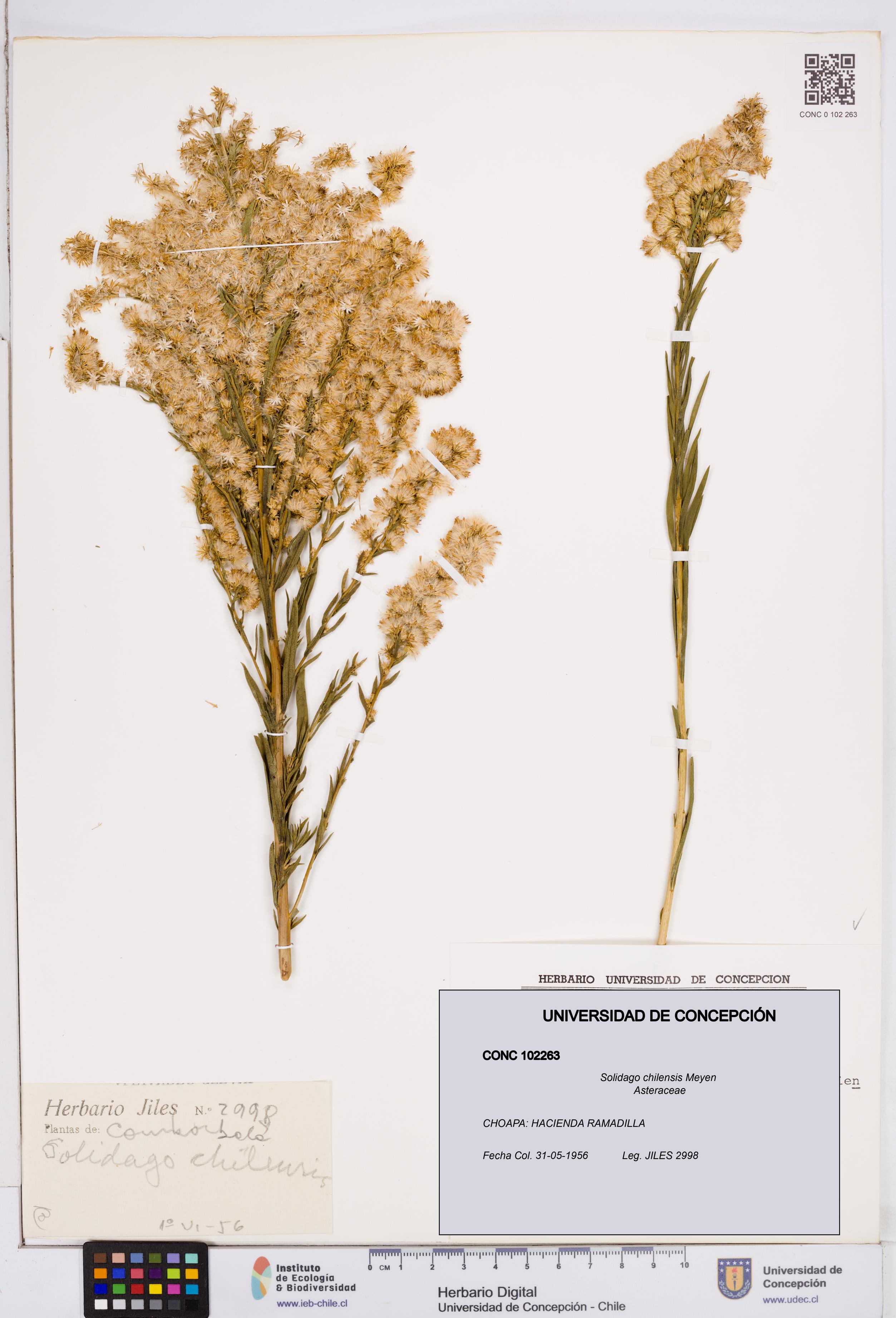 Solidago chilensis [Espécimen: ]