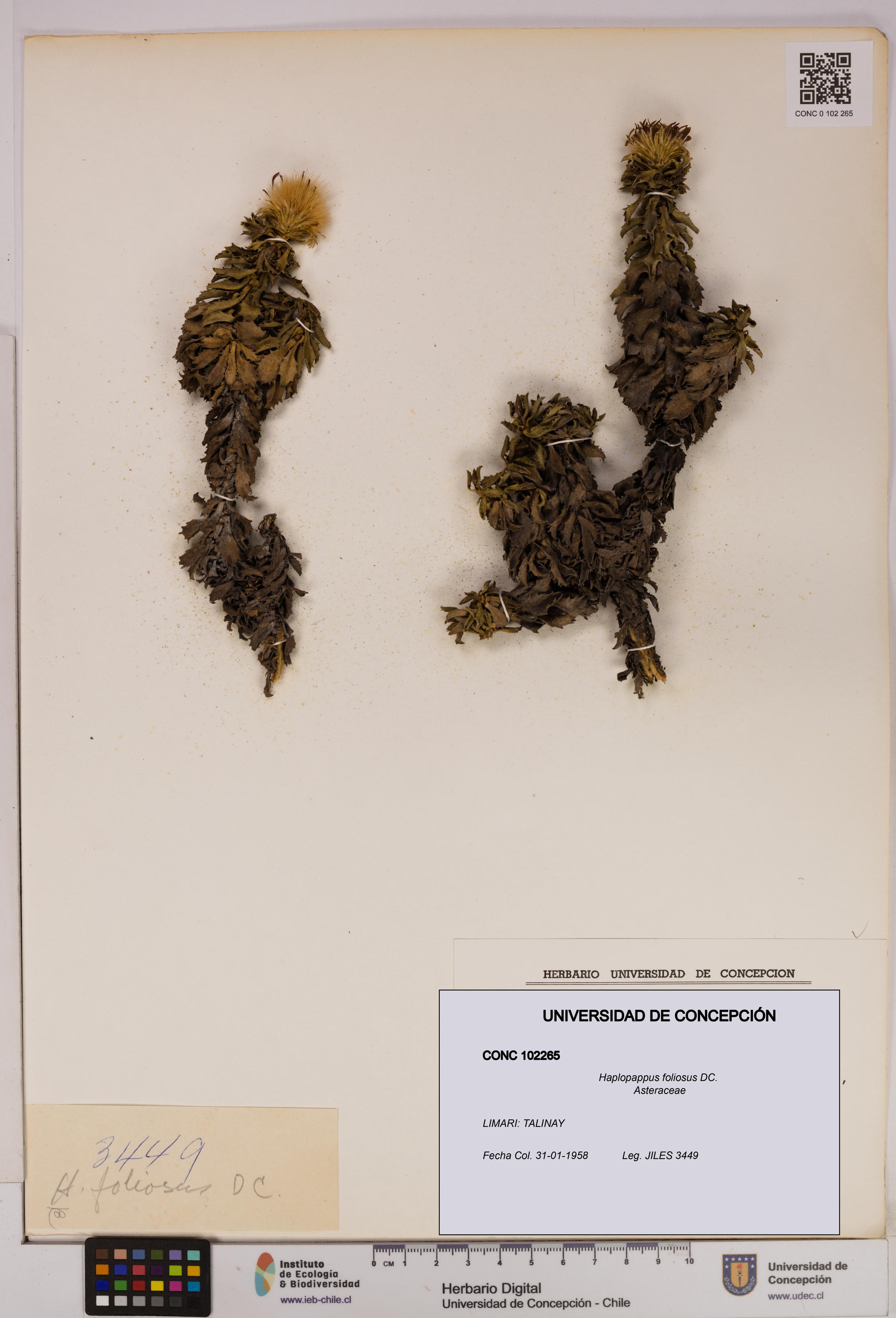 Haplopappus foliosus [Espécimen: UDEC:CONC:0102265]