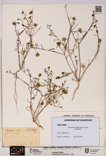 Chaetanthera linearis [Espécimen: UDEC:CONC:0102266]