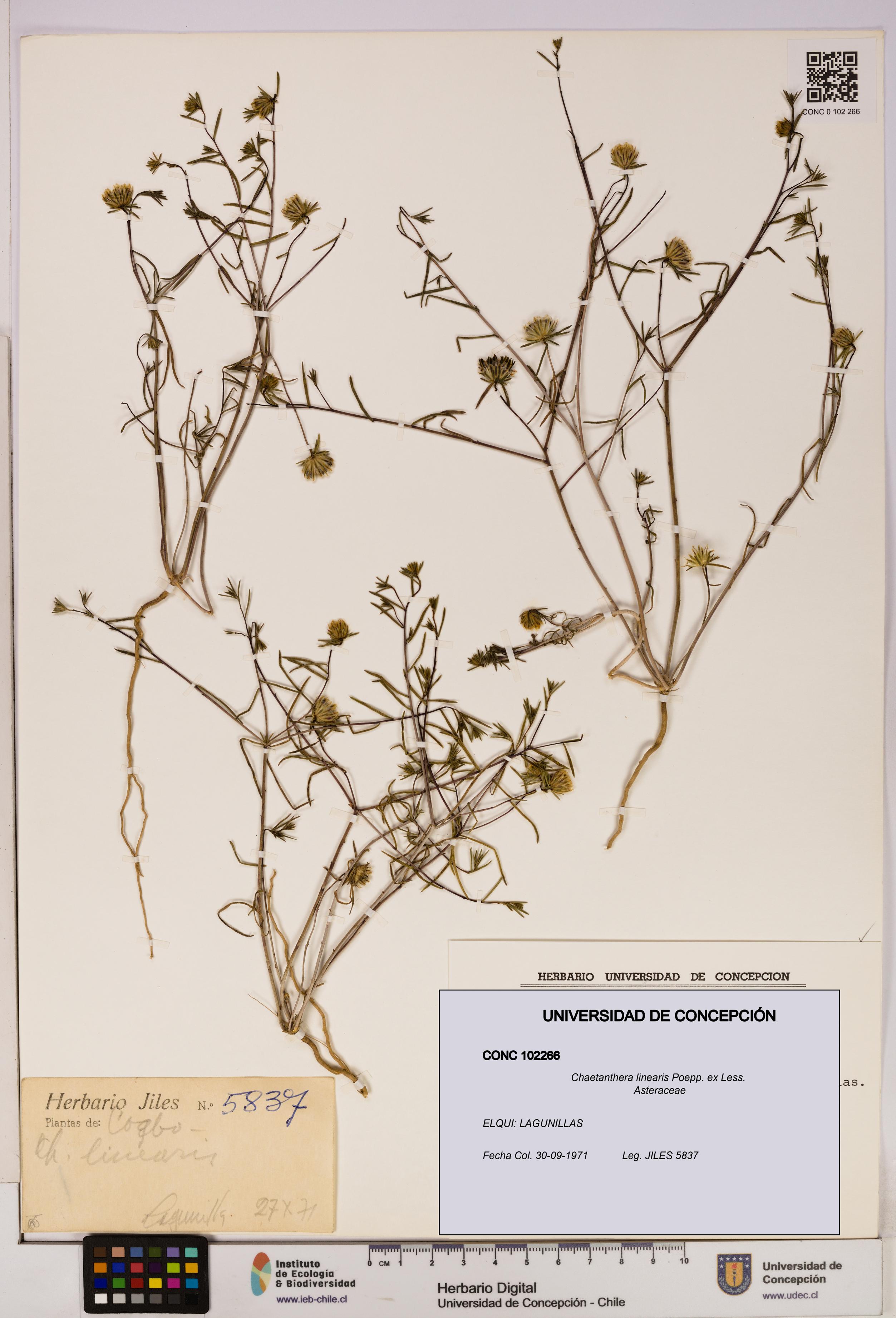 Chaetanthera linearis [Espécimen: UDEC:CONC:0102266]