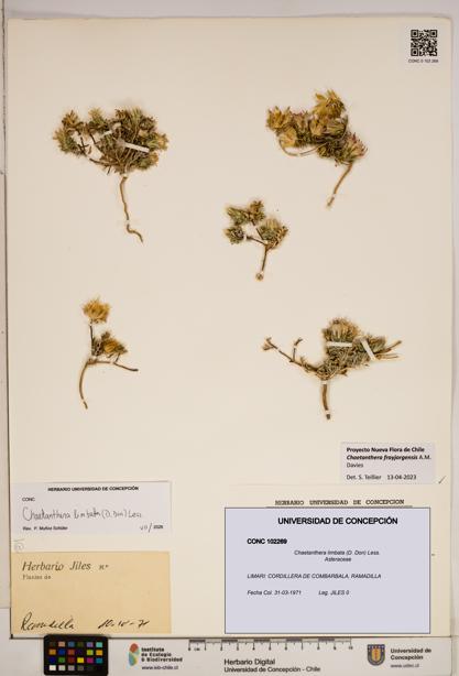 Chaetanthera limbata [Espécimen: ]