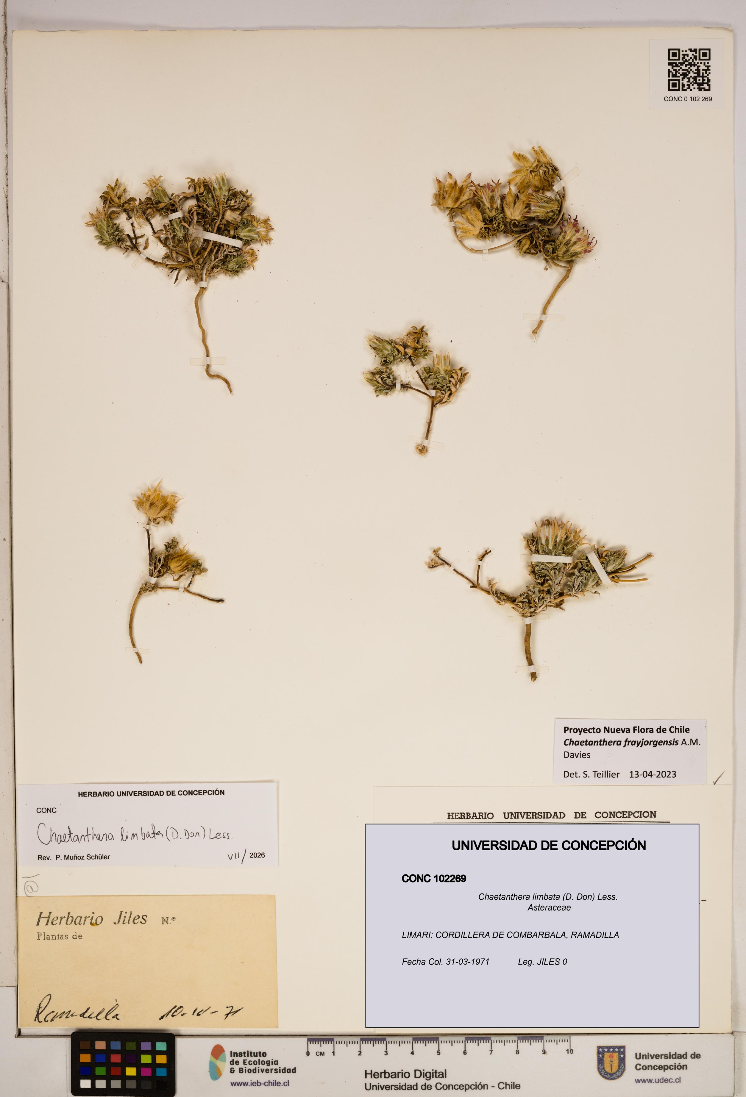 Chaetanthera limbata [Espécimen: ]