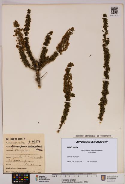 Ophryosporus triangularis [Espécimen: UDEC:CONC:0102274]