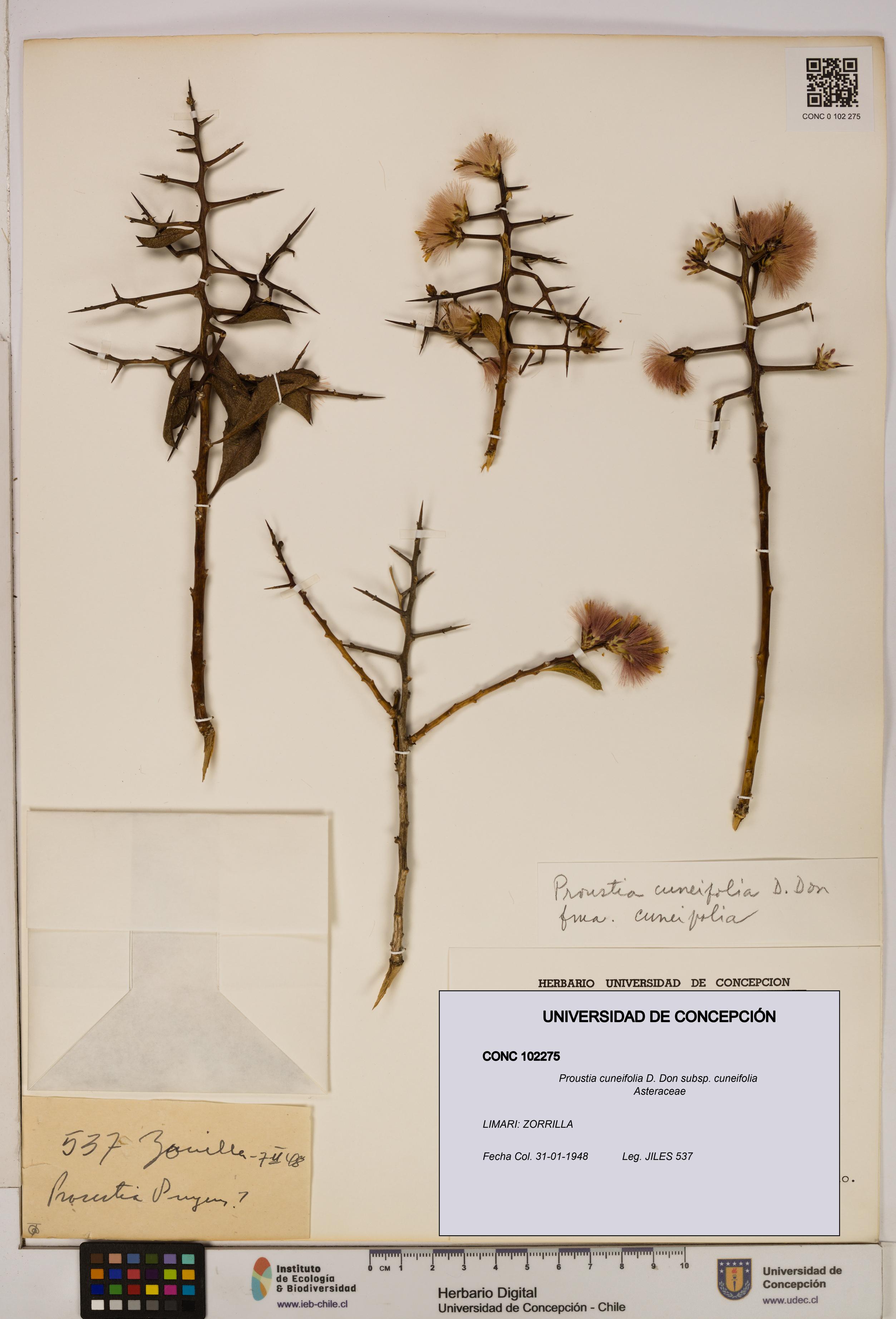 Proustia cuneifolia subsp. cuneifolia [Espécimen: UDEC:CONC:0102275]