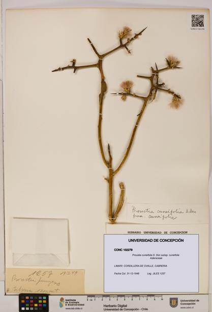 Proustia cuneifolia subsp. cuneifolia [Espécimen: UDEC:CONC:0102279]