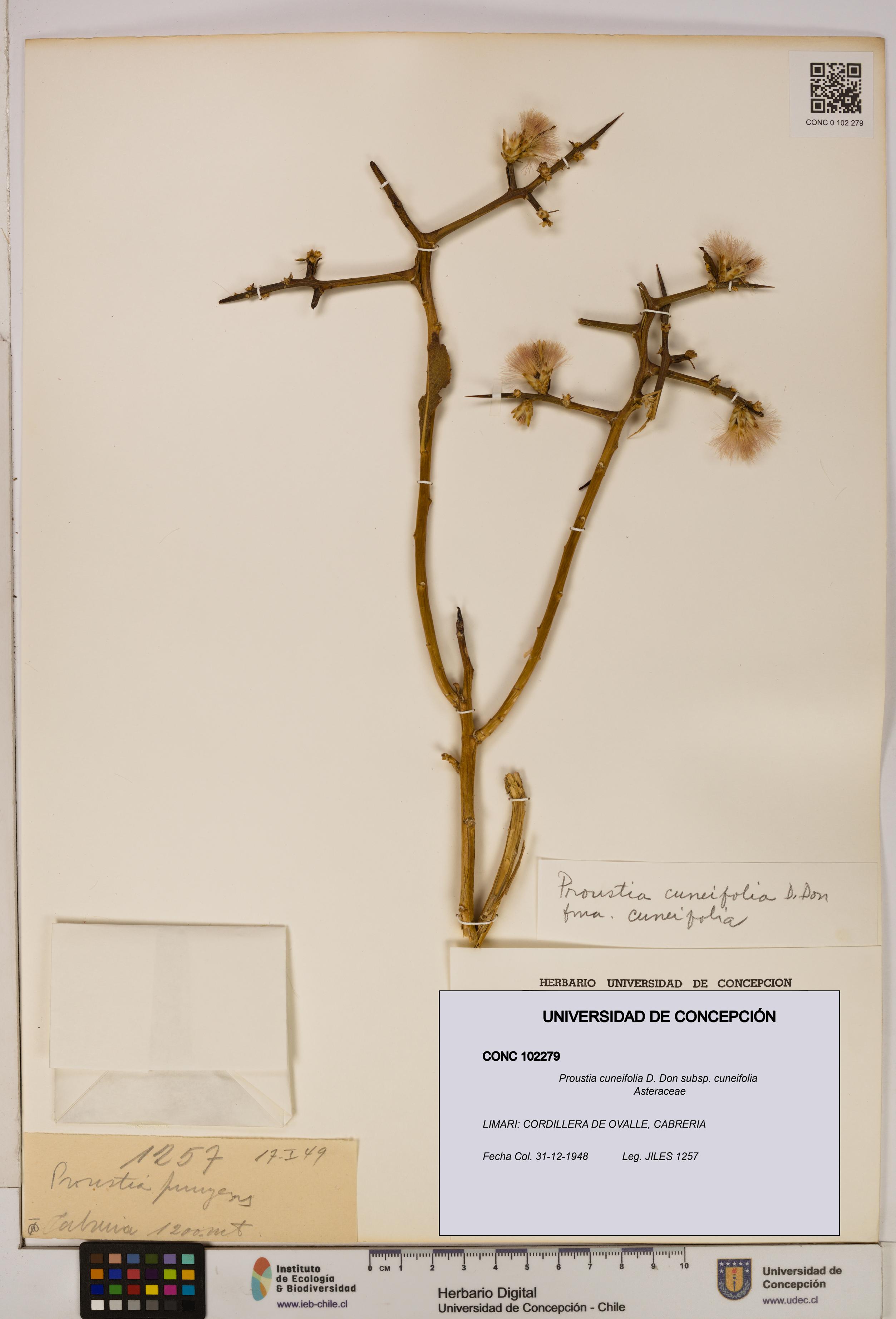 Proustia cuneifolia subsp. cuneifolia [Espécimen: UDEC:CONC:0102279]