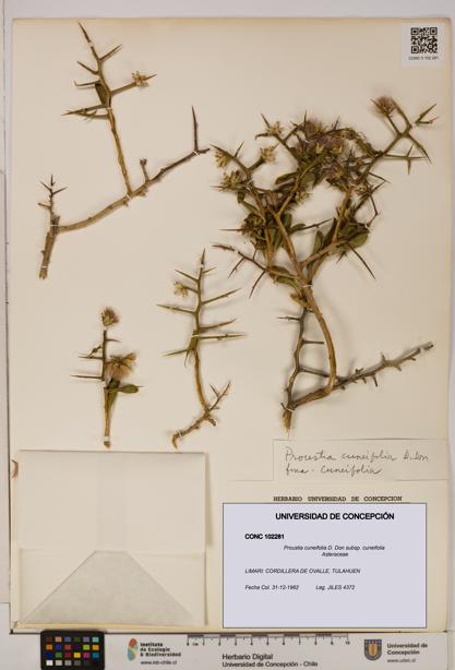 Proustia cuneifolia subsp. cuneifolia [Espécimen: UDEC:CONC:0102281]