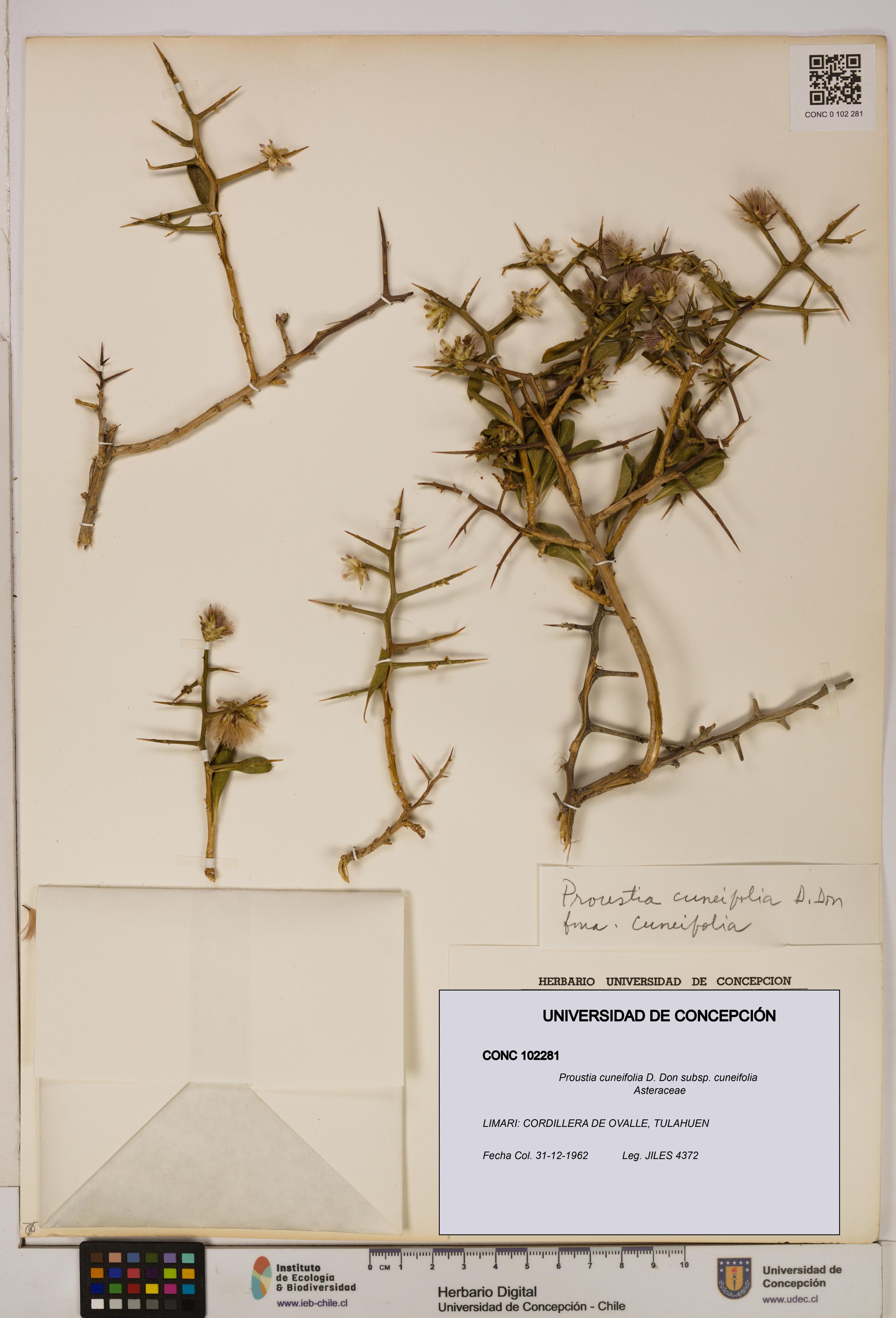Proustia cuneifolia subsp. cuneifolia [Espécimen: UDEC:CONC:0102281]
