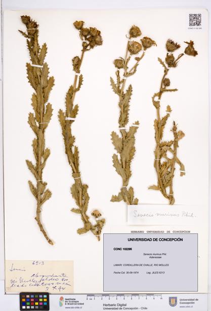 Senecio murinus [Espécimen: ]