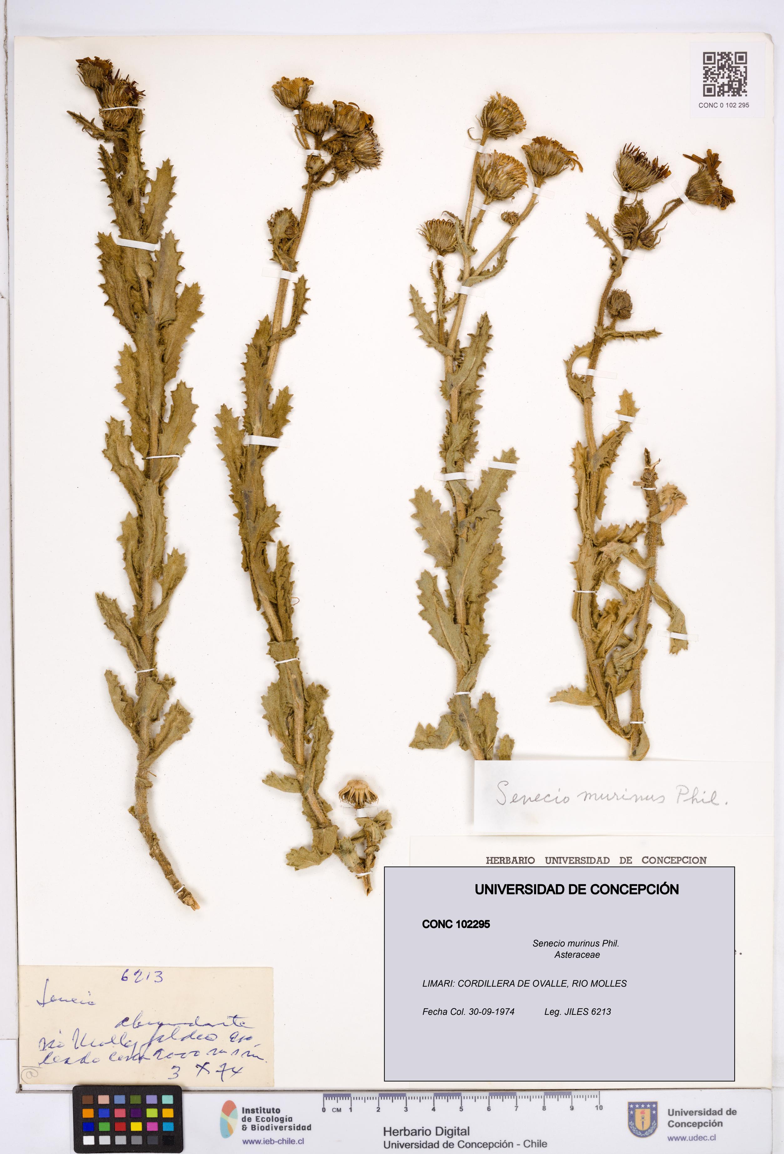 Senecio murinus [Espécimen: ]