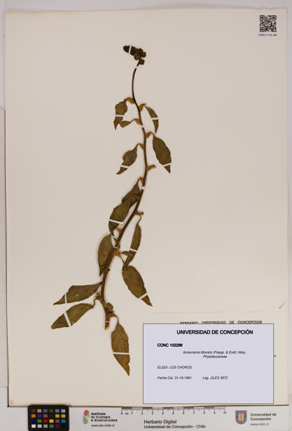 Anisomeria littoralis [Espécimen: UDEC:CONC:0102296]
