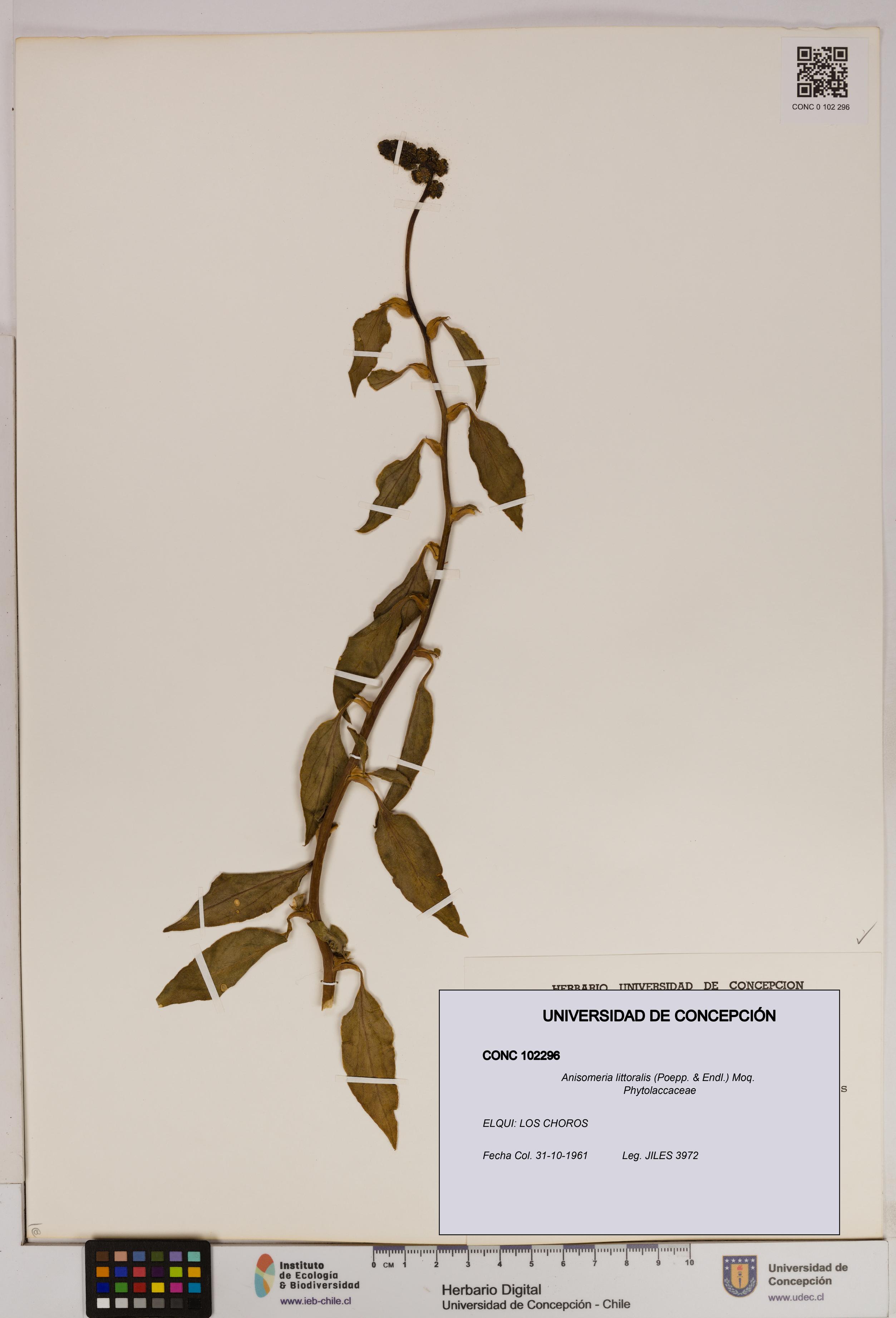 Anisomeria littoralis [Espécimen: UDEC:CONC:0102296]