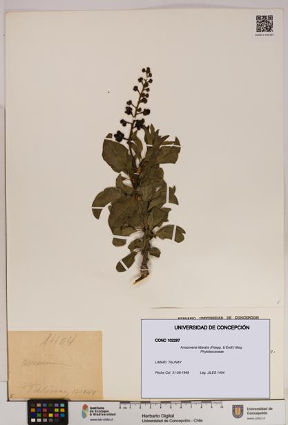 Anisomeria littoralis [Espécimen: UDEC:CONC:0102297]