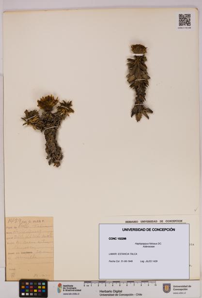 Haplopappus foliosus [Espécimen: UDEC:CONC:0102298]