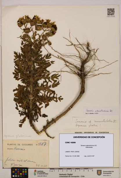 Senecio adenotrichius [Espécimen: UDEC:CONC:0102300]