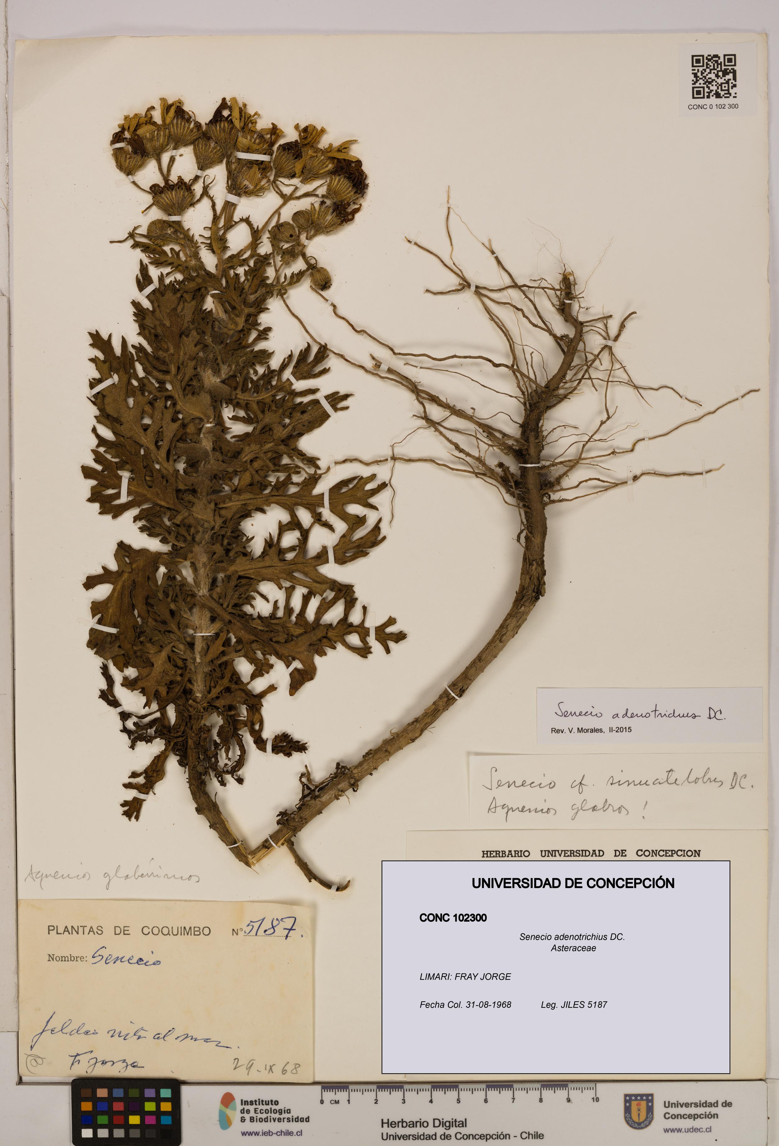 Senecio adenotrichius [Espécimen: UDEC:CONC:0102300]