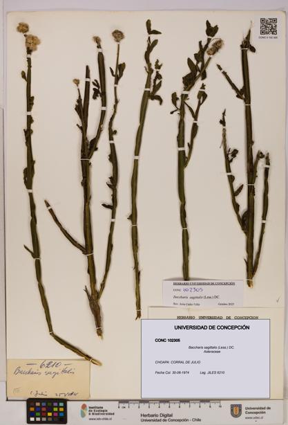 Baccharis sagittalis [Espécimen: UDEC:CONC:0102305]
