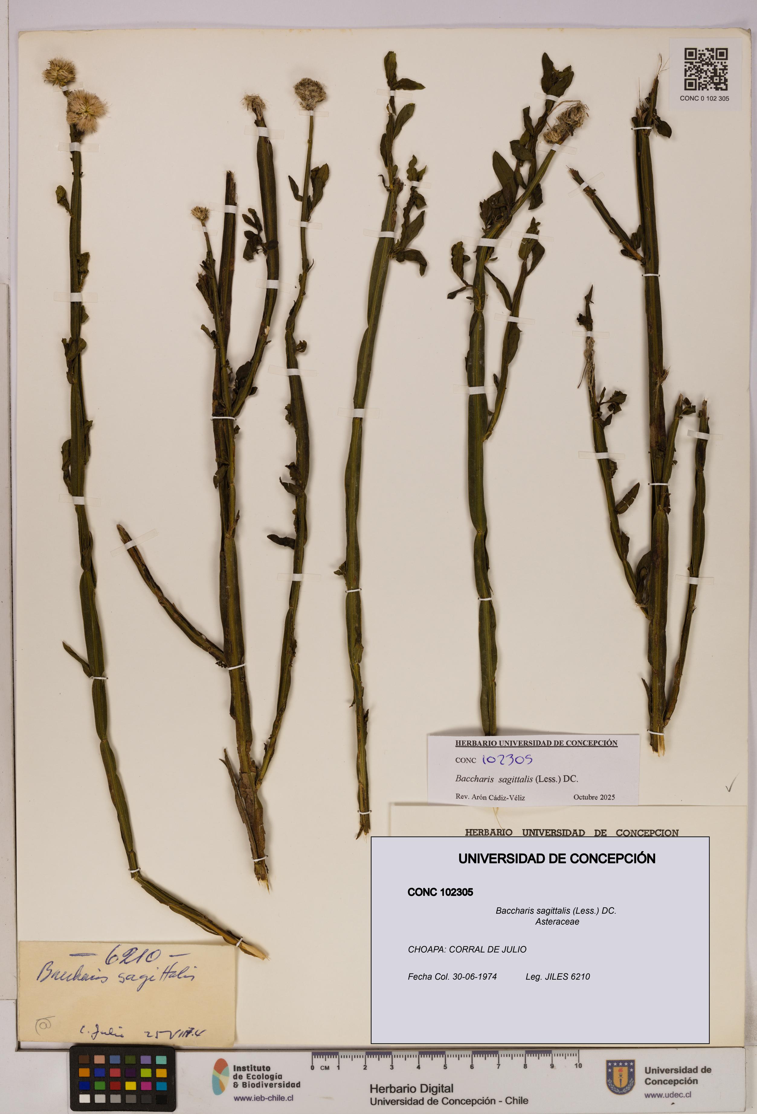 Baccharis sagittalis [Espécimen: UDEC:CONC:0102305]