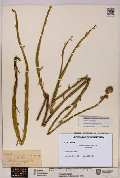 Baccharis sagittalis [Espécimen: UDEC:CONC:0102308]