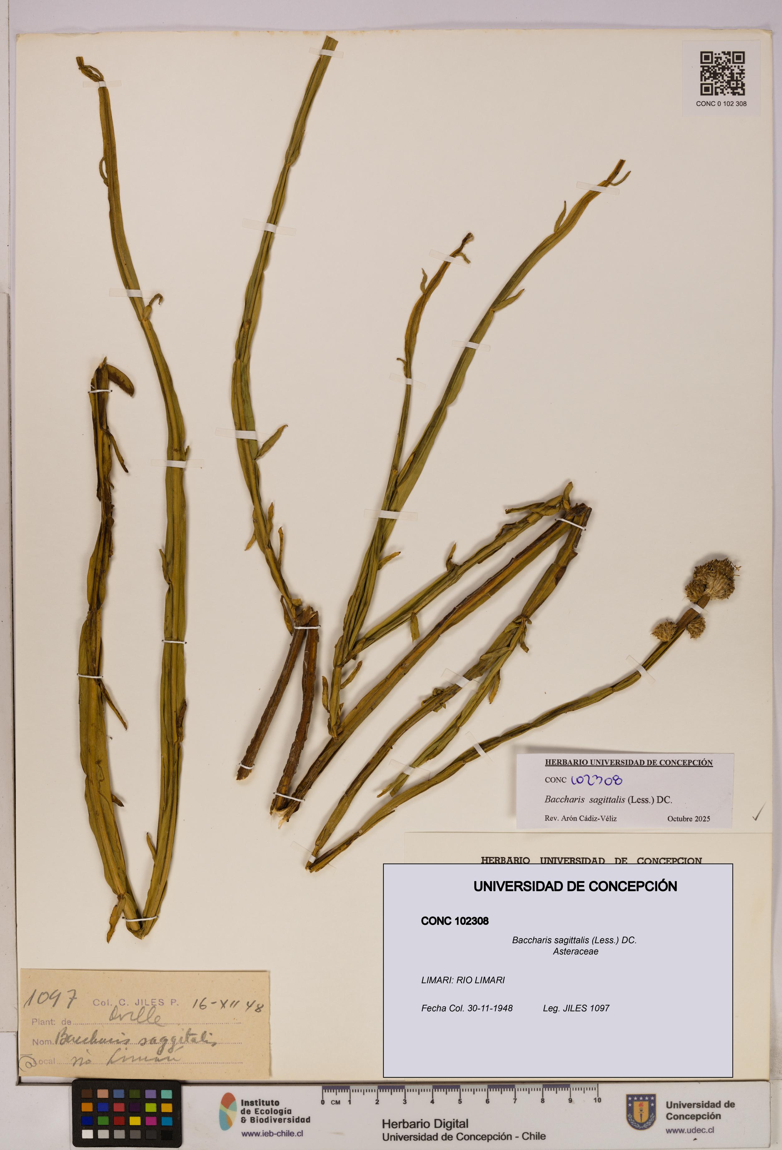 Baccharis sagittalis [Espécimen: UDEC:CONC:0102308]