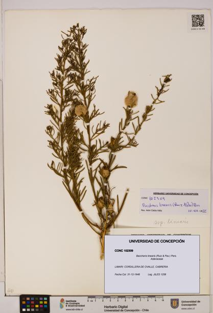 Baccharis linearis [Espécimen: UDEC:CONC:0102309]