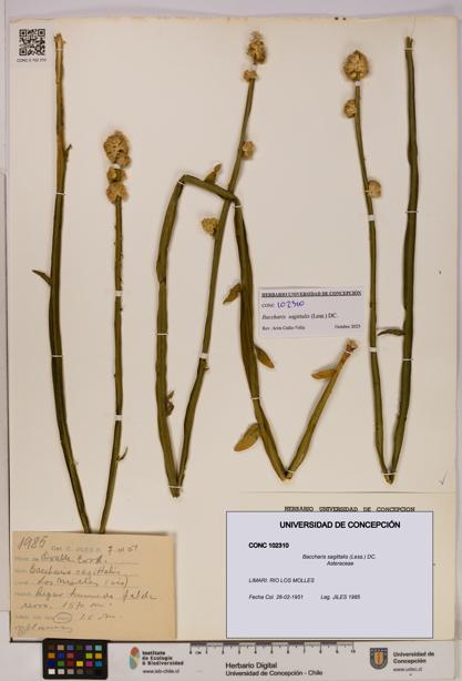 Baccharis sagittalis [Espécimen: UDEC:CONC:0102310]